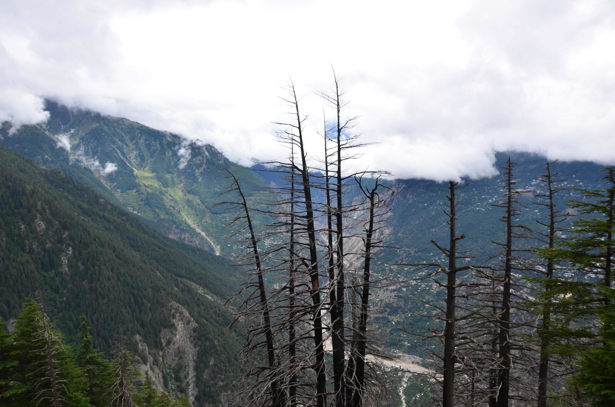 Dry trees on the way to Giri Camps in Himachal Pradesh