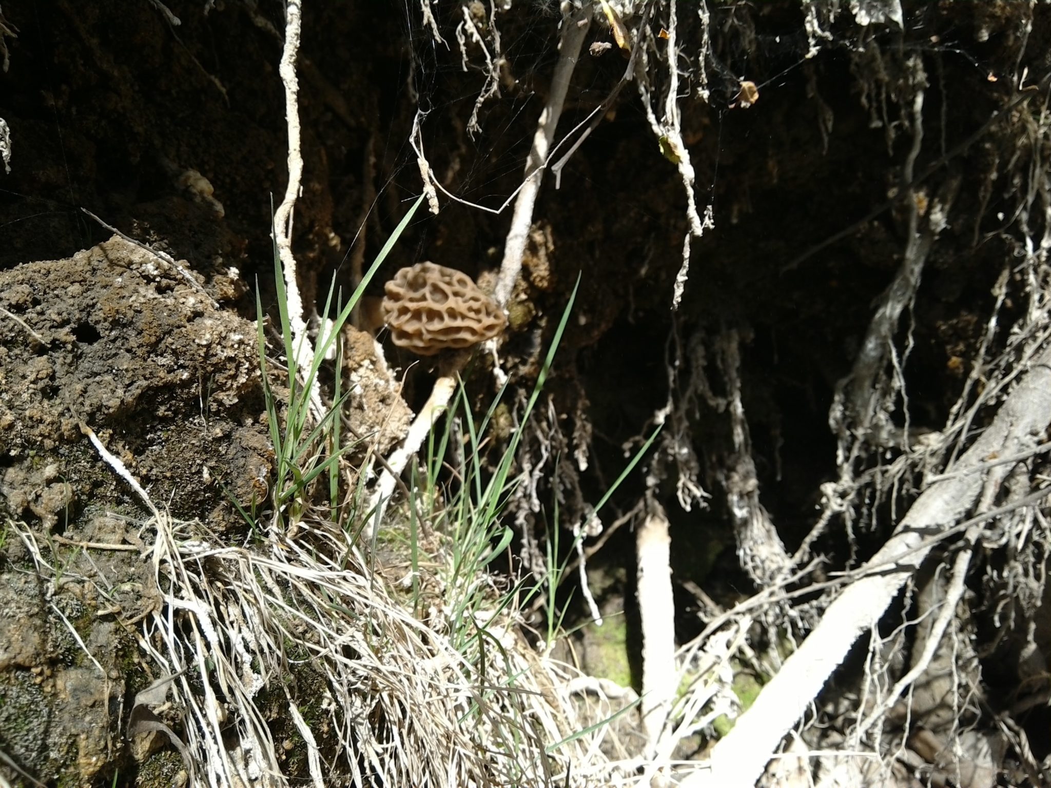 Naturally sprouted Guchi (Wild Mushroom) near Giri Camps