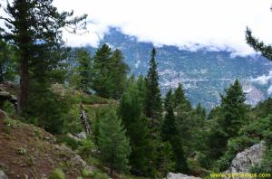 Coniferous jungle on the way to Giri Camps