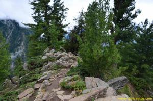 Coniferous trees near Giri Camps